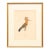 Early 20th Century Swedish Framed Hoopoe Lithograph, C. 1920 For Sale