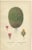 Tuberous Begonia and Mammillaria Cactus and Rats-Tail Cactus, 1897, Paper, Set of 3 For Sale - Image 3 of 6