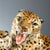 Ceramic Leopard with Cub from Ronzan For Sale - Image 3 of 9