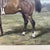 2000 - 2009 C. Harrison, Bay Horse, Mid-20th Century, Oil Painting on Board, Framed For Sale - Image 5 of 7