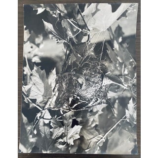 Andreas Feininger, American Photographer Nest Silver Gelatin Vintage Print For Sale