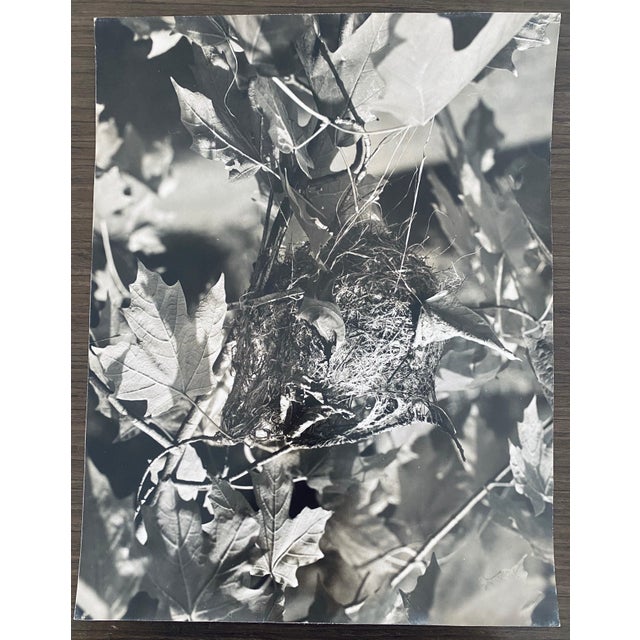 Andreas Feininger, American Photographer Nest Silver Gelatin Vintage Print For Sale