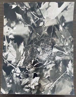 Andreas Feininger, American Photographer Nest Silver Gelatin Vintage Print