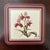 Pimpernel, England Royal Horticultural Society Botanical Orchid Coasters — Set of 4 For Sale - Image 4 of 12