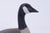 Wood William Porterfield Carved Wood Canadian Goose For Sale - Image 7 of 15
