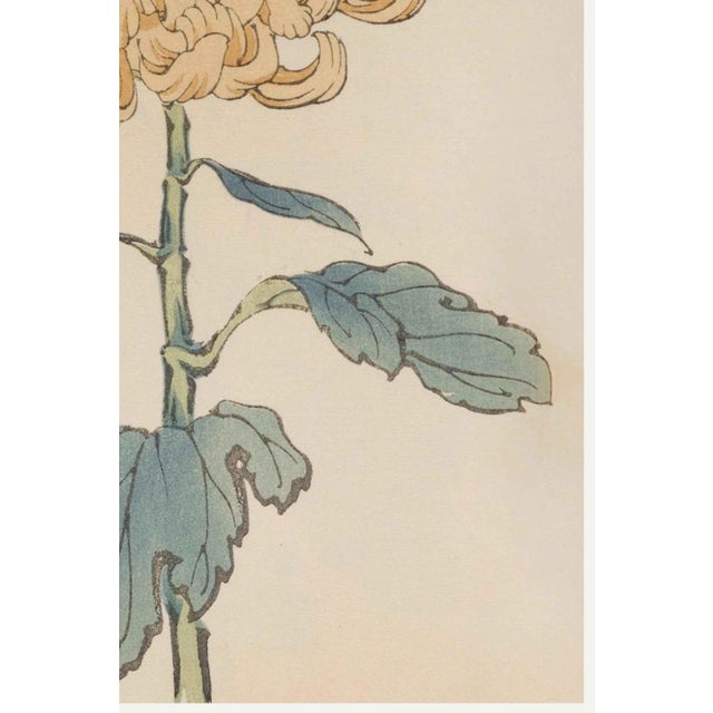 Not Yet Made - Made To Order Chrysanthemum by Keika Hasegawa, Vintage Japanese Botanical Art Print, 24" X 36" For Sale - Image 5 of 8