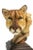 The artist has captured this strong beautiful animal with great detail in this lifelike sculpture. cougar symbolizes...