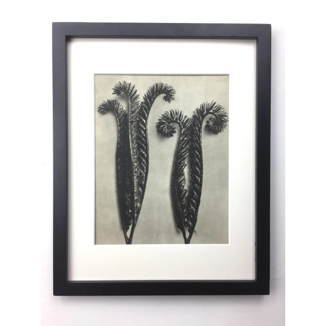 Framed Vintage Photogravure Blossfeldt Botanical Print - No. 11 For Sale - Image 4 of 4