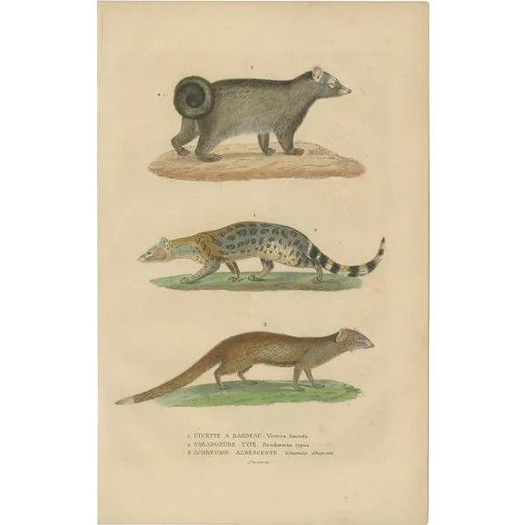 Banded and Asian Palm Civet and Enigmatic Mongoose, 1845, Paper | Chairish