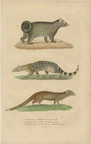 Banded and Asian Palm Civet and Enigmatic Mongoose, 1845, Paper