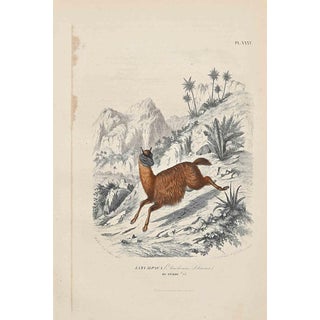 Paul Gervais, Alpaca, 1854, Lithograph For Sale