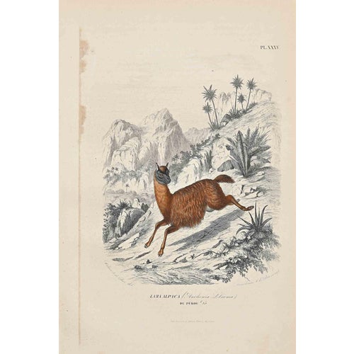 Paul Gervais, Alpaca, 1854, Lithograph For Sale