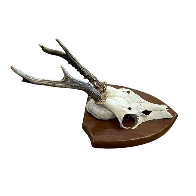 A charming, vintage mounted Black Forest Roe Deer antler plaque. Features a pair of roe deer antlers, complete with skull,...