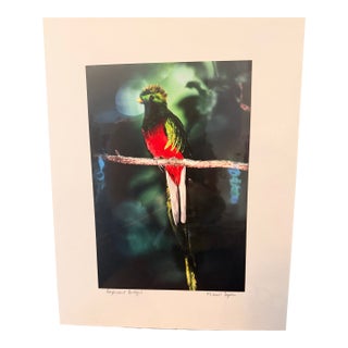 Michael Fogden Signed “Resplendent Quetzal” Costa Rica Wildlife Photograph, 11” × 14” Matted For Sale