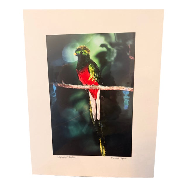 Michael Fogden Signed “Resplendent Quetzal” Costa Rica Wildlife Photograph, 11” × 14” Matted For Sale