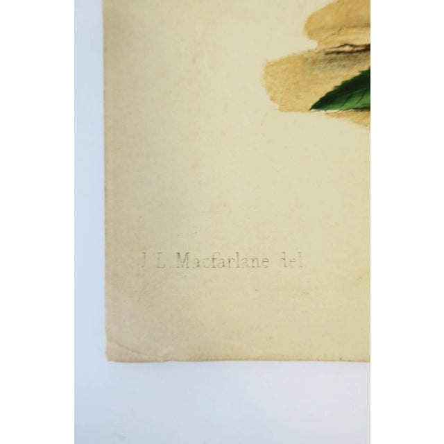 Paper European Fruit Peach Botanical Wall Art Chromo, circa 19th Century For Sale - Image 7 of 8