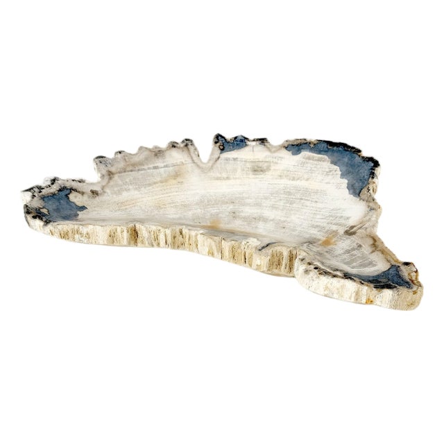 Petrified Wood Antarctica Shape Solid Black & Tanl Bowl Dish Large Plate Ashtray For Sale