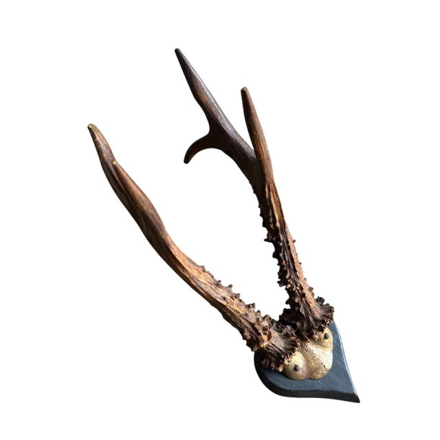 Cabin Early 1900s Roe Deer Trophy Rd134 Black Forest Antlers For Sale - Image 3 of 5
