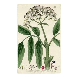 1835, Dwarf Elder Tree Print, Original Hand Colored Engraving, England