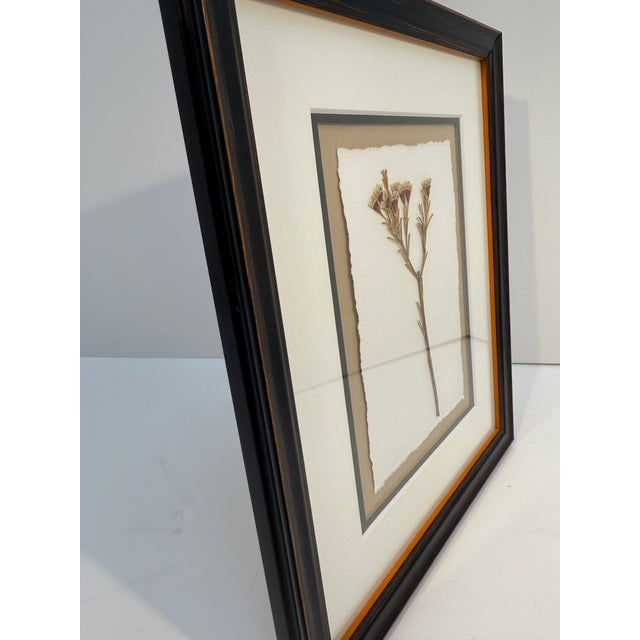 2020s Framed Pressed Wax Flower Blossom For Sale - Image 5 of 9