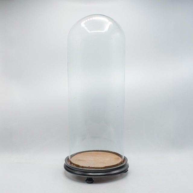 Tall Antique Display Dome, English, Glass, Taxidermy Showcase, Edwardian, c.1905 For Sale - Image 9 of 9