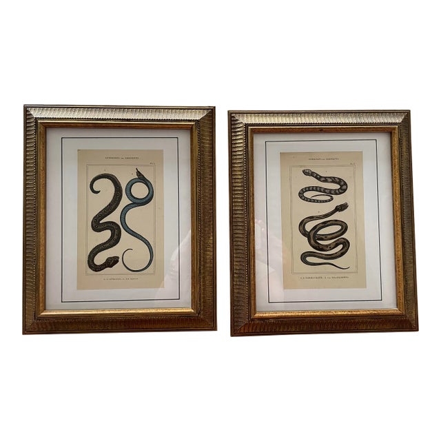 Late 19th Century Framed Colored Prints of Snakes - a Pair For Sale