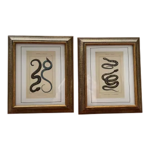 Late 19th Century Framed Colored Prints of Snakes - a Pair
