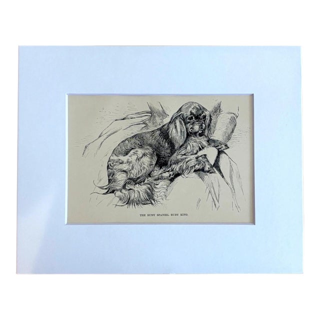 Antique 1890s Dog Print in 8 x 10 Mat: "The Ruby Spaniel Ruby King" For Sale