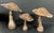 ITEM NAME: Set of 3 Carved Wood Mushroom Sculpture ORIGIN: Philippines AGES: Late 20th Century MATERIALS: Wood...