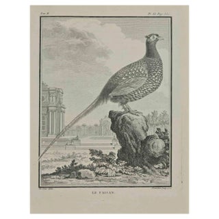 Jacques Blanchon, Le Faisan, Etching, 1771 For Sale