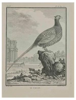 Jacques Blanchon, Le Faisan, Etching, 1771