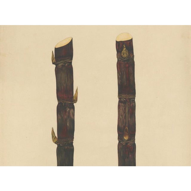 Sugarcane, 1892, Paper For Sale - Image 4 of 9