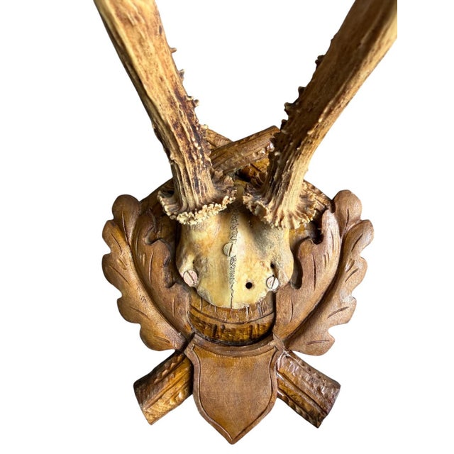 Roe deer trophy on carved wood plaque.