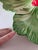 Ceramic 1940s Brad Keeler Lobster Cabbage Dish For Sale - Image 7 of 11