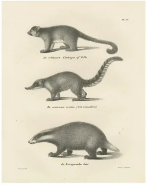C.C. G. Zool., Kinkajou, Coati, and European Badger, 1836, Print