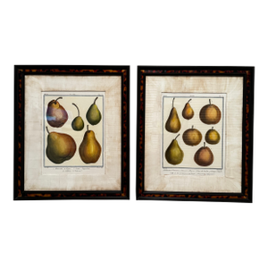 18th Century Inspired Botanical Pear Prints, A Pair