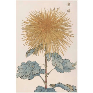 Golden Mum by Hasegawa, Vintage Japanese Botanical Art Print, 40" X 60" For Sale