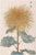Golden Mum by Hasegawa, Vintage Japanese Botanical Art Print, 40" X 60" For Sale