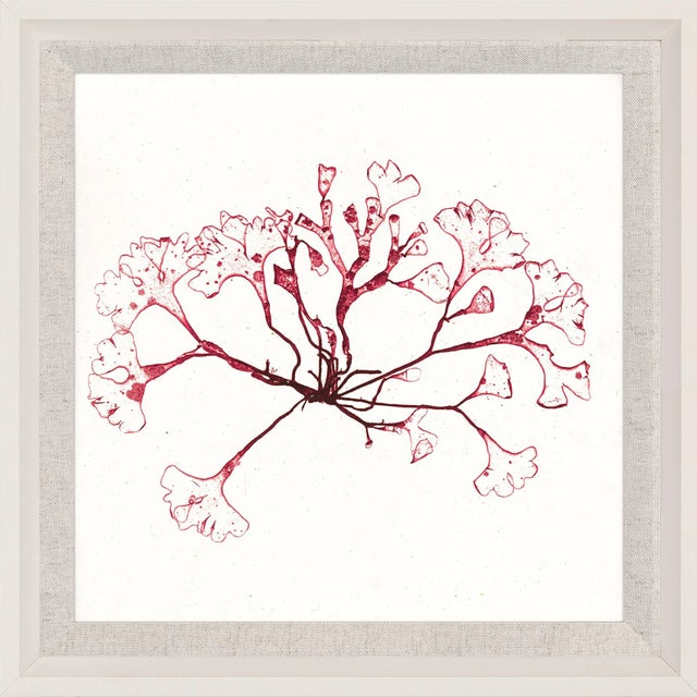 Contemporary Bradbury Seaweeds 03, Framed Artwork For Sale - Image 3 of 3