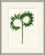 Fern Frond Framed Art Print by Susan Hable For Sale