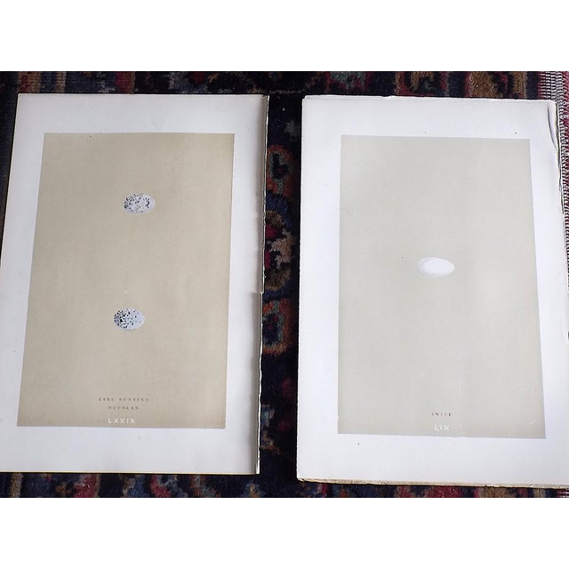 Mid 19th Century Authentic Antique 19th Century Hand Colored Egg Lithographs - Set of 12 For Sale - Image 5 of 9