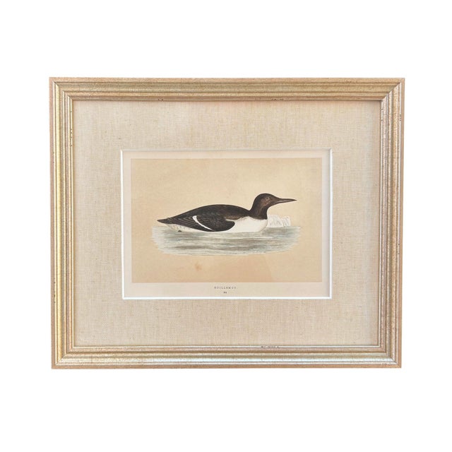 19th Century English Bird Engravings by Alexander Francis Lydon, Set 12 For Sale - Image 10 of 18