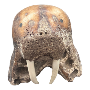 1980s Inuit or Eskimo Sculpture of a Walrus Made With a Jaw or Some Large Creature. Signed