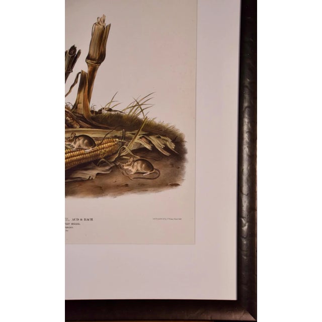 Brown Audubon "Little Harvest Mouse": A Framed Original Audubon Hand-Colored Folio Lithograph, 1845 For Sale - Image 8 of 8