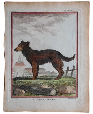 Antique Sheepdog Engraving