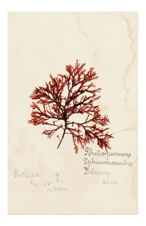 Capistrano Seaweed 19, Small, Unframed Artwork