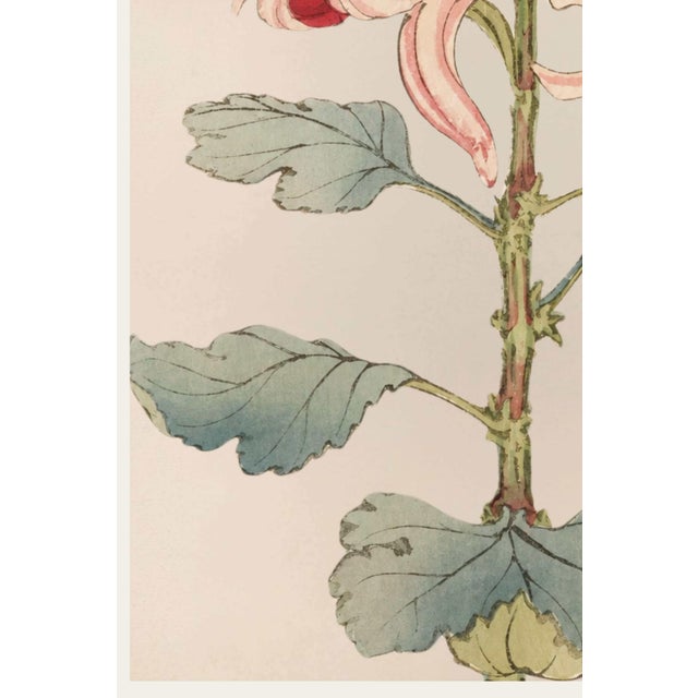 Asian Spider Mum by Hasegawa, Vintage Japanese Botanical Art Print, 36" X 54" For Sale - Image 4 of 9