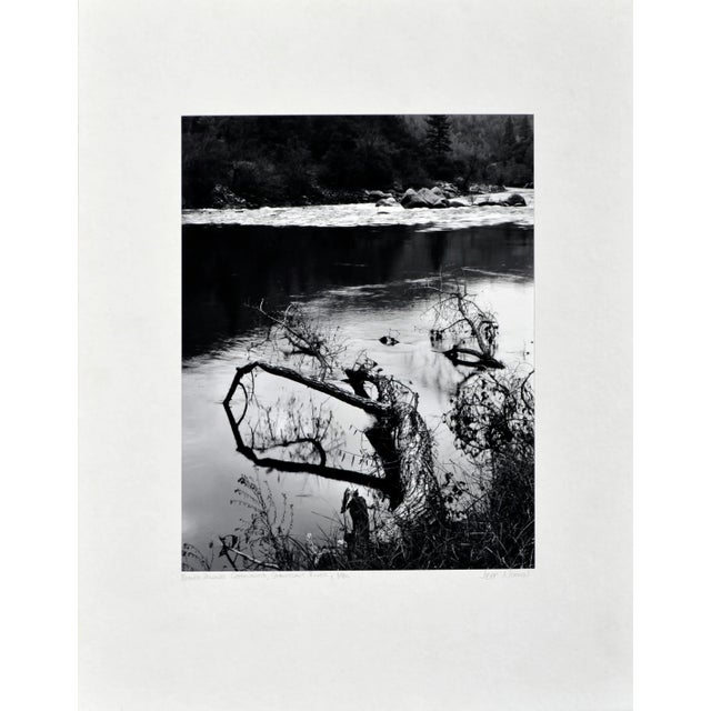 Paper "Beaver-Downed Cottonwood", Black & White Landscape by Jeff Nixon For Sale - Image 7 of 7