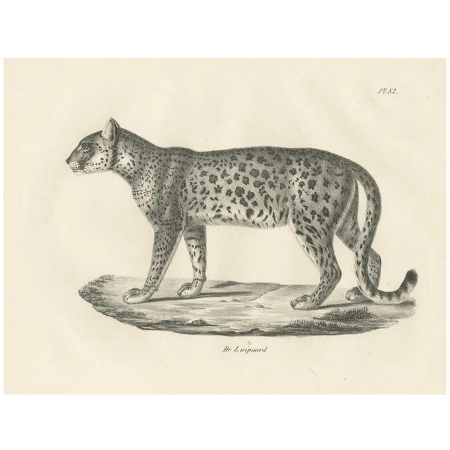 Leopard in Standing Pose, 1836, Lithograph For Sale
