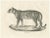 Leopard in Standing Pose, 1836, Lithograph For Sale